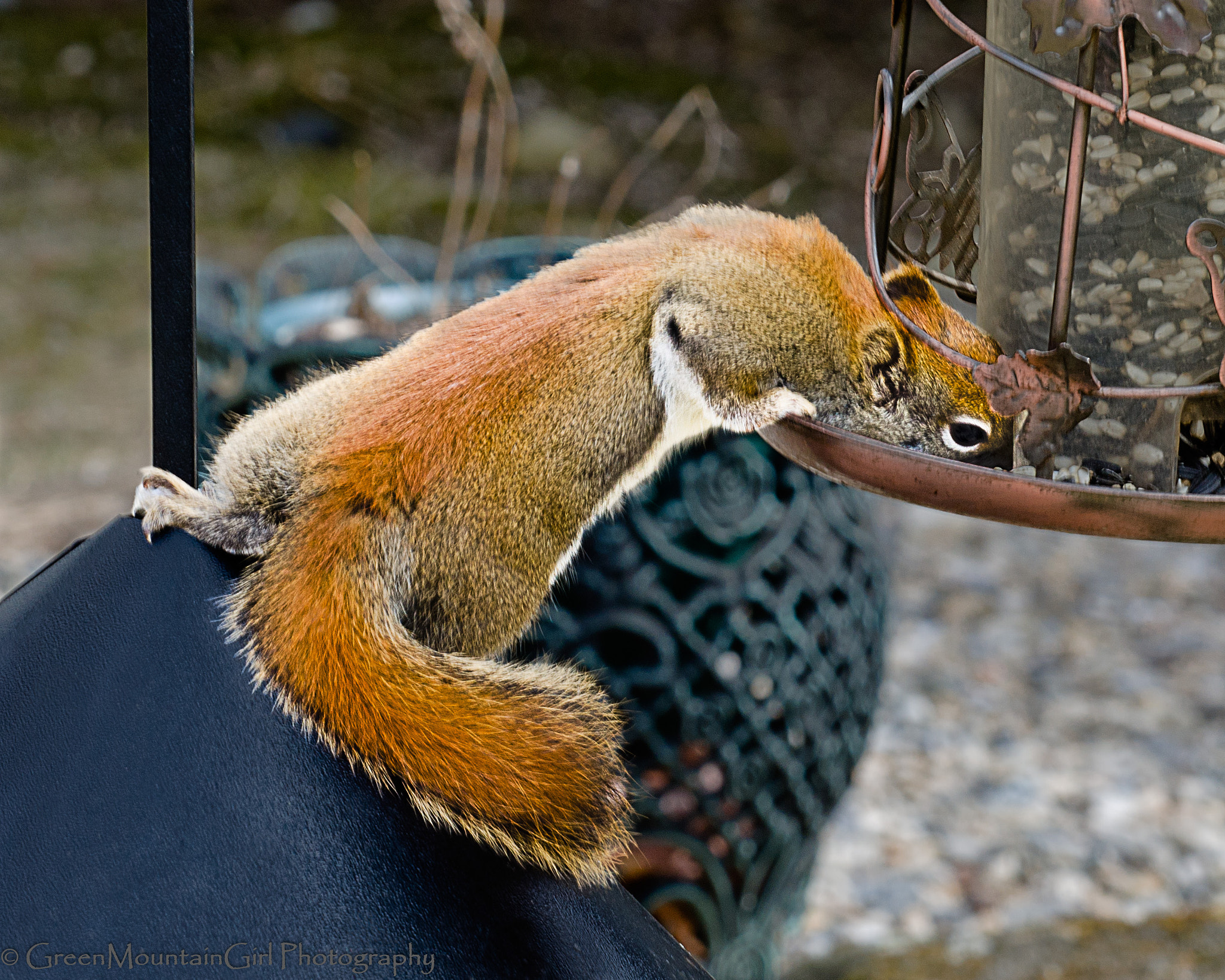 Sigma 150mm F2.8 EX DG Macro HSM sample photo. Yumm, good stuff! photography