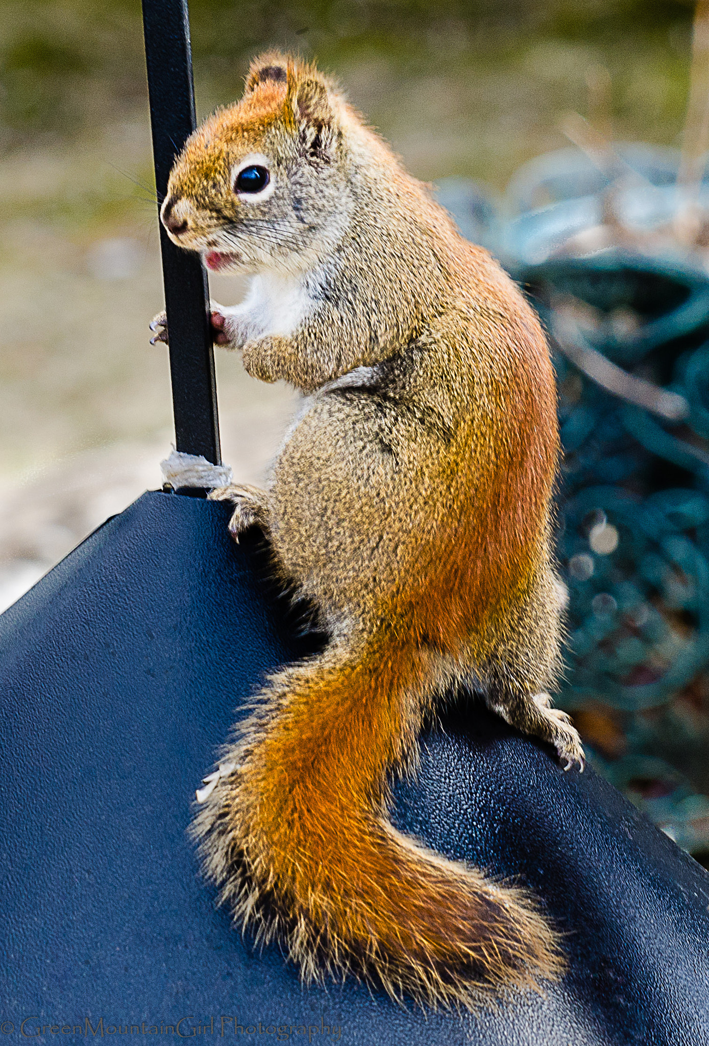 Nikon D7000 + Sigma 150mm F2.8 EX DG Macro HSM sample photo. Don't bother me, i'm having supper! photography