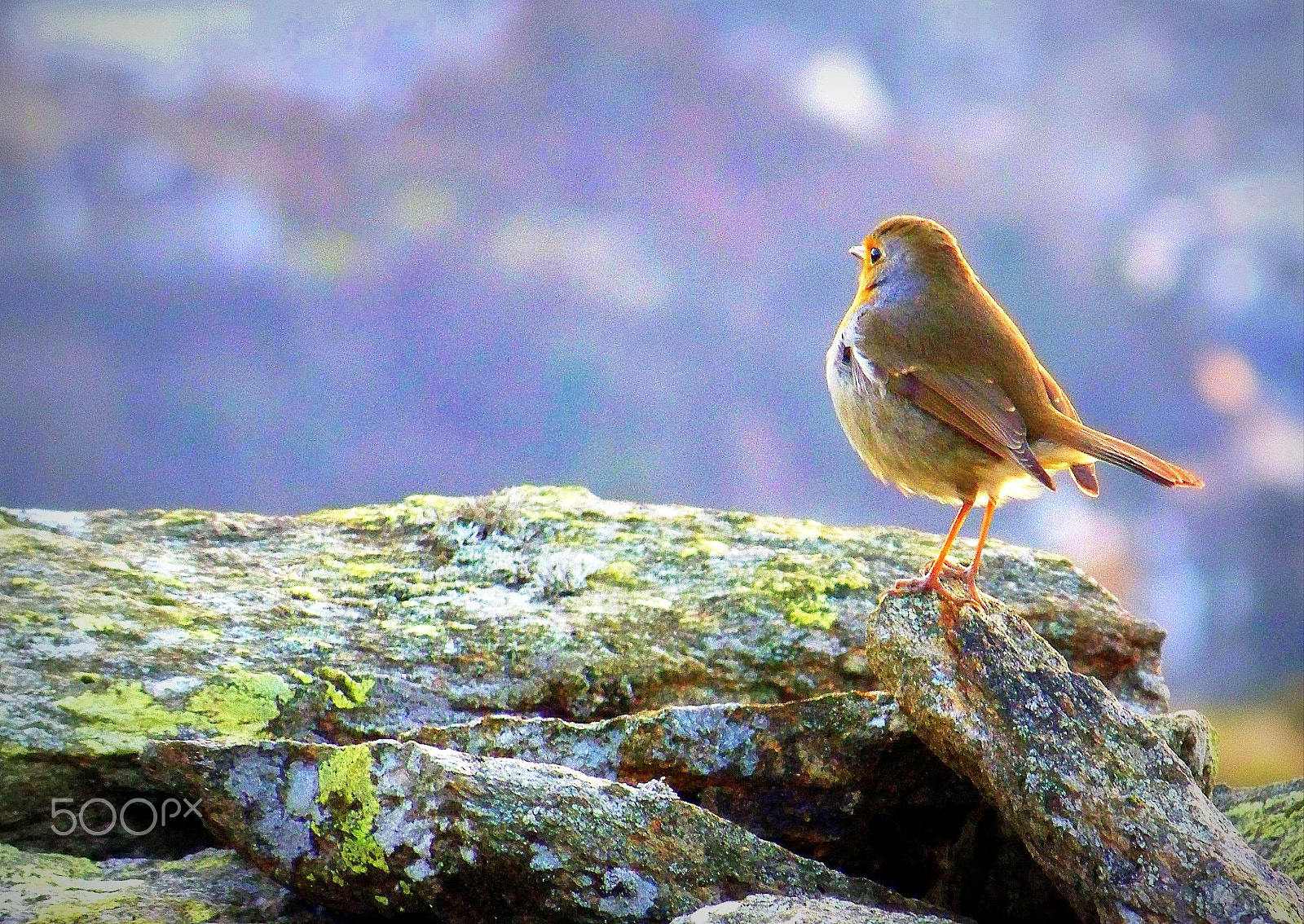 Kodak Z712 IS ZOOM DIGITAL CAMERA sample photo. Perfect weather to fly photography