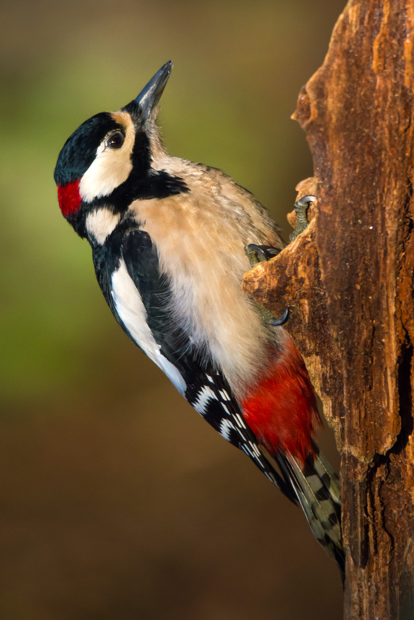 Sigma 150-600mm F5-6.3 DG OS HSM | S sample photo. Grote bonte specht photography