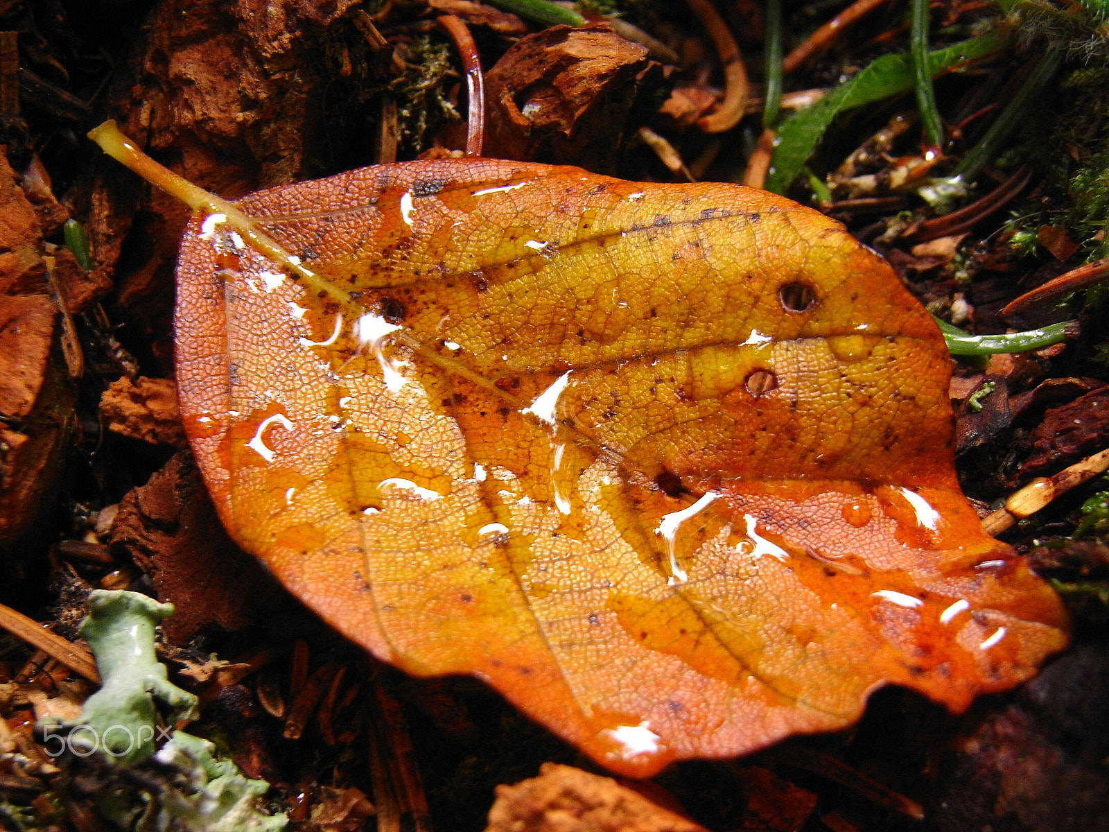 Ricoh Caplio R7 sample photo. Just a leaf photography