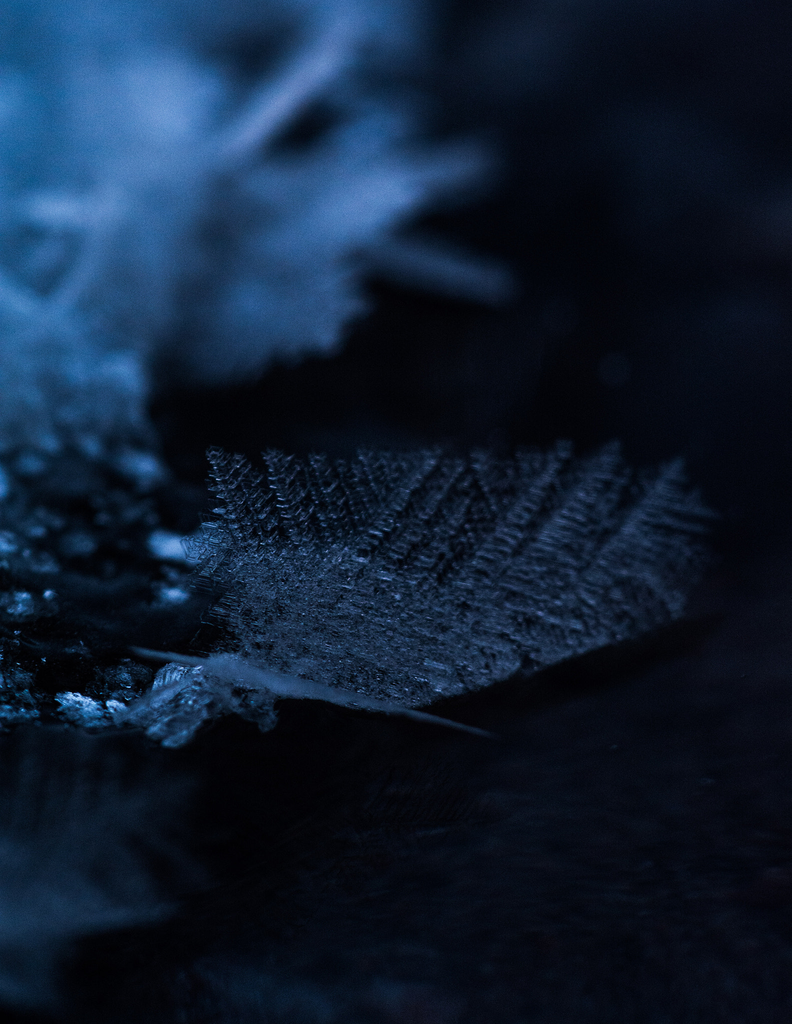 Sigma 150mm F2.8 EX DG Macro HSM sample photo. In my dreams photography