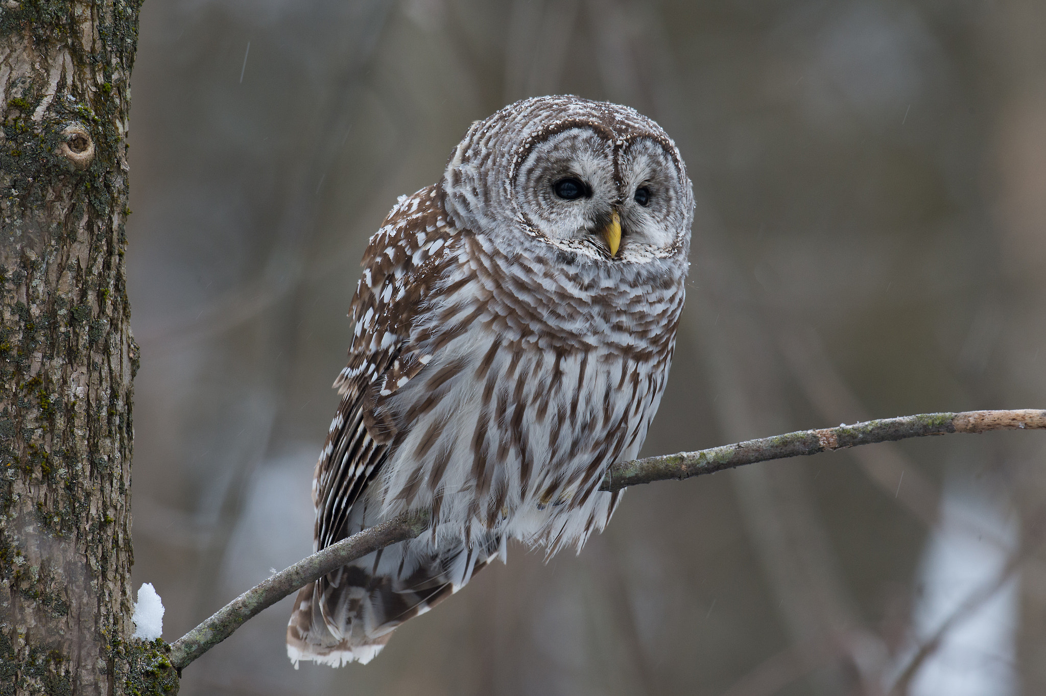 Nikon AF-S Nikkor 800mm F5.6E FL ED VR sample photo. Chouette rayee, strix varia, barred owl photography