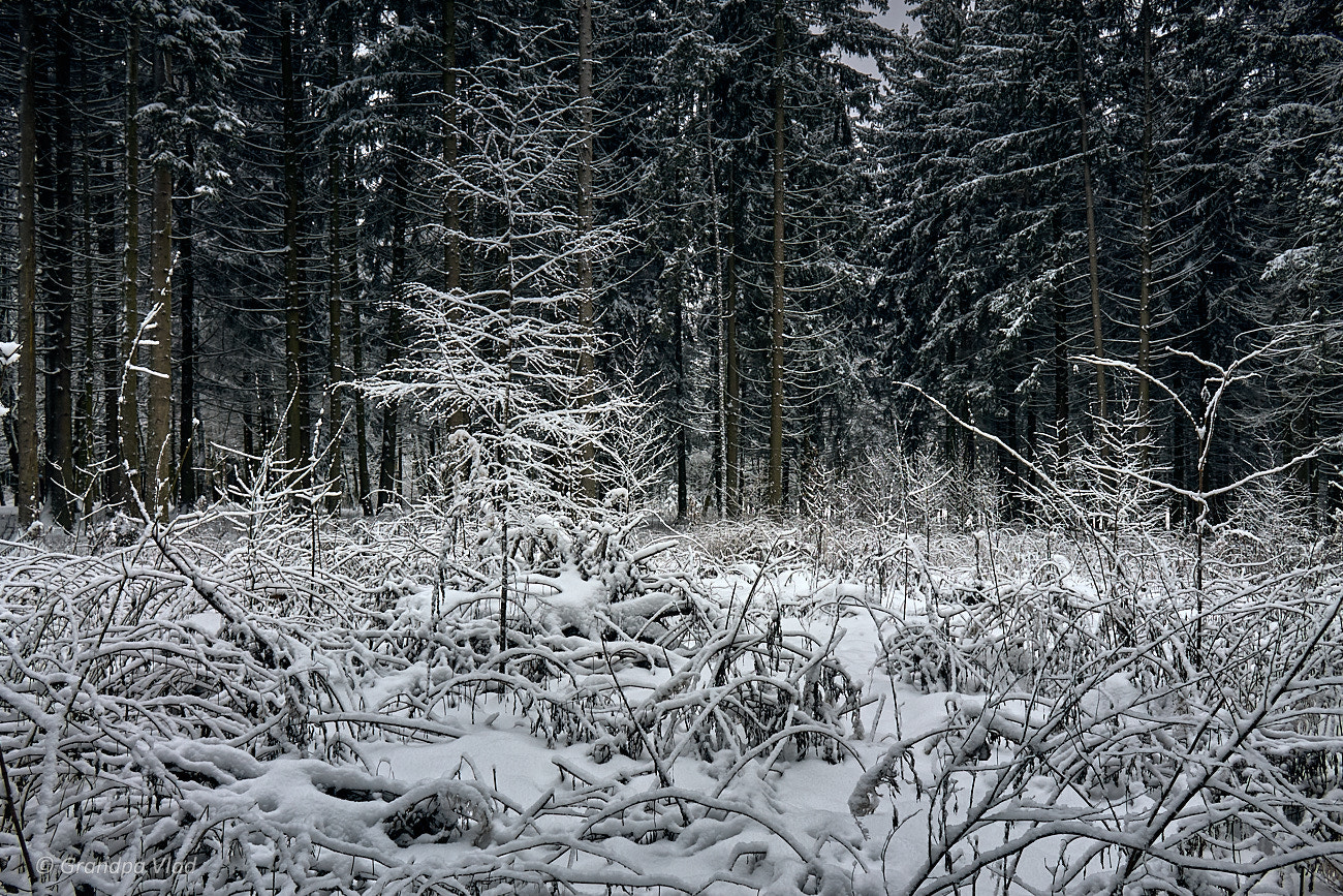 Canon EOS 1100D (EOS Rebel T3 / EOS Kiss X50) sample photo. White shrub... photography
