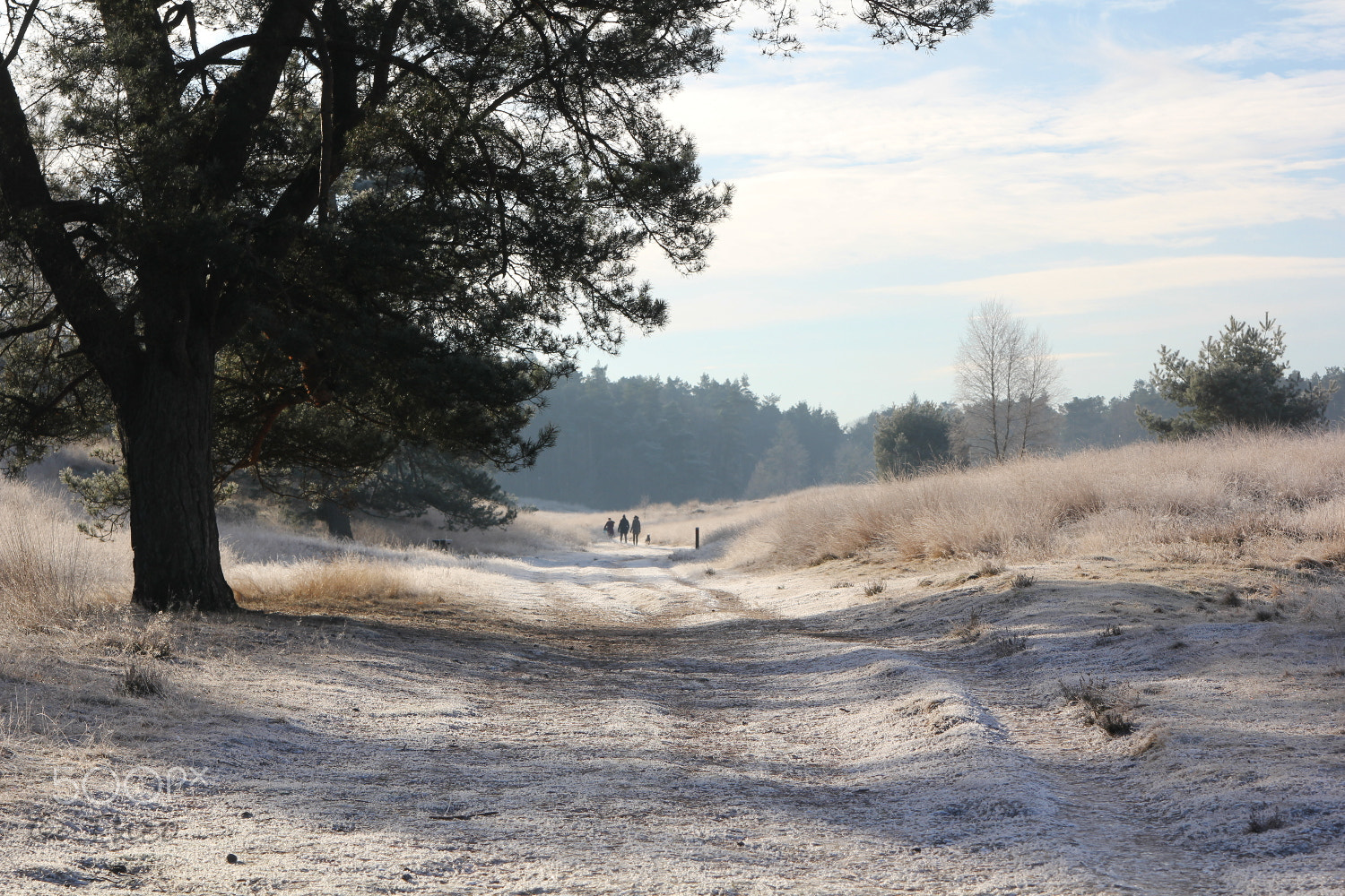 Canon EOS 60D sample photo. A winter walk photography