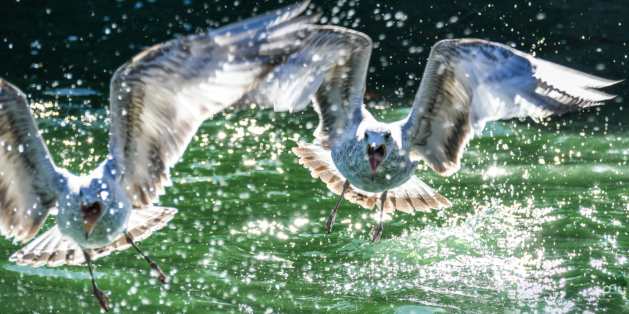 Nikon D500 sample photo. Seagull fight photography