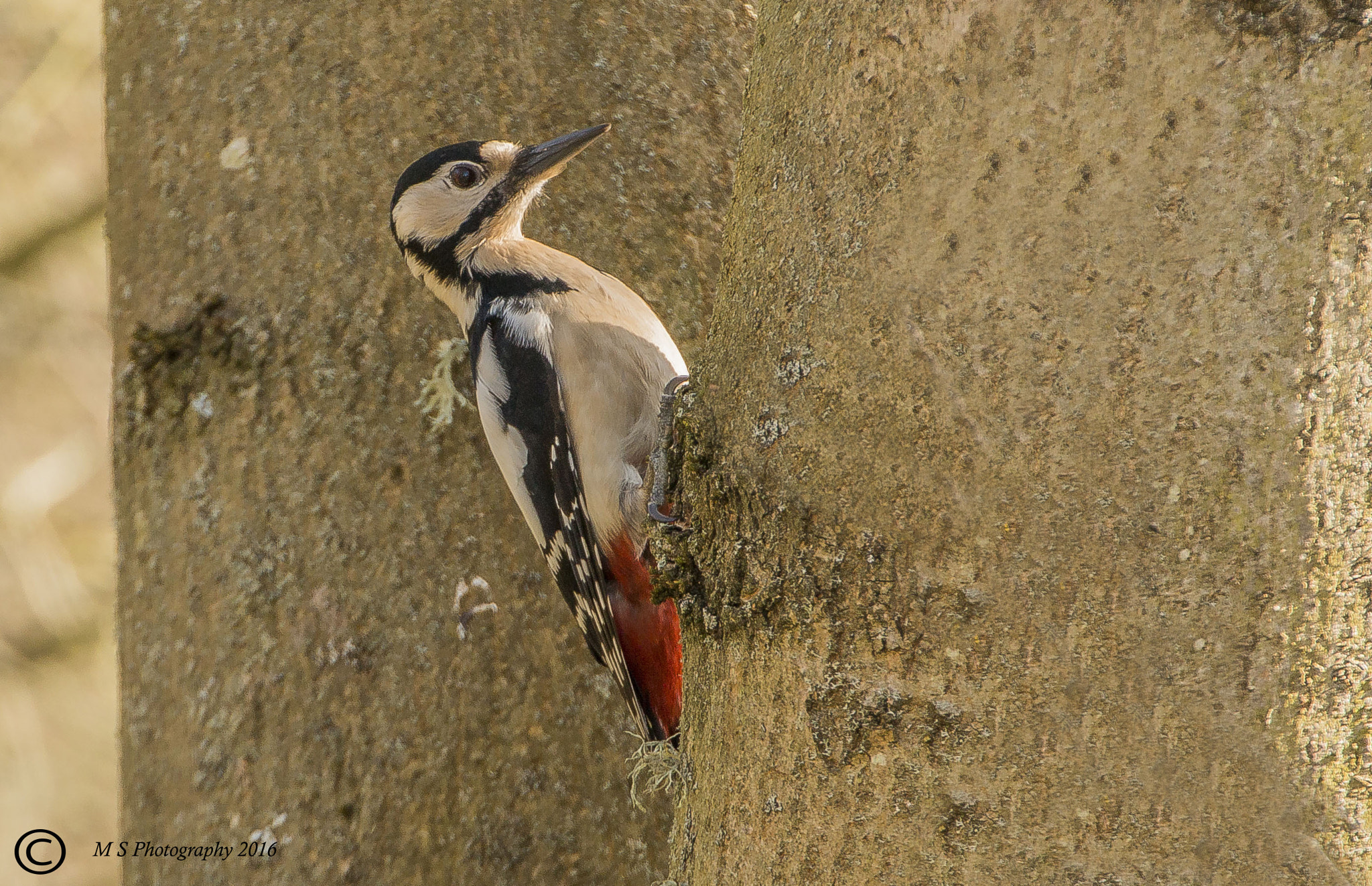 Canon EF 70-300mm F4-5.6L IS USM sample photo. Great spotted woodpecker, in between two trees photography