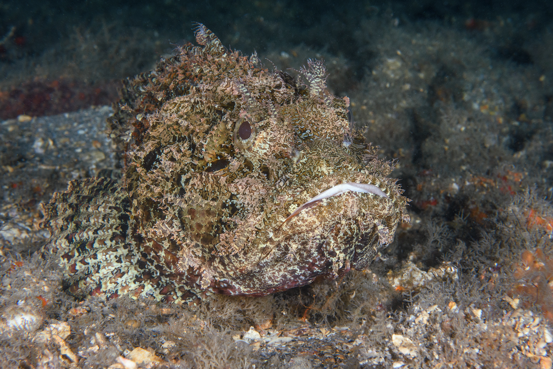 Nikon D7200 + Nikon AF-S Micro-Nikkor 60mm F2.8G ED sample photo. Spotted scorpionfish photography