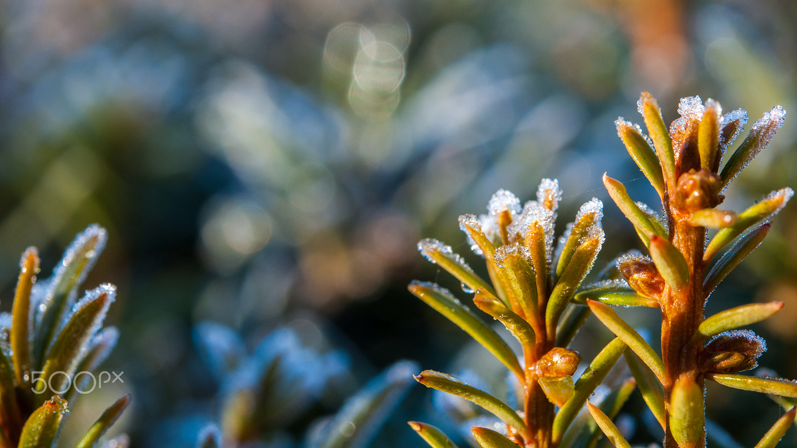 Nikon AF-S Micro-Nikkor 60mm F2.8G ED sample photo. Ice photography