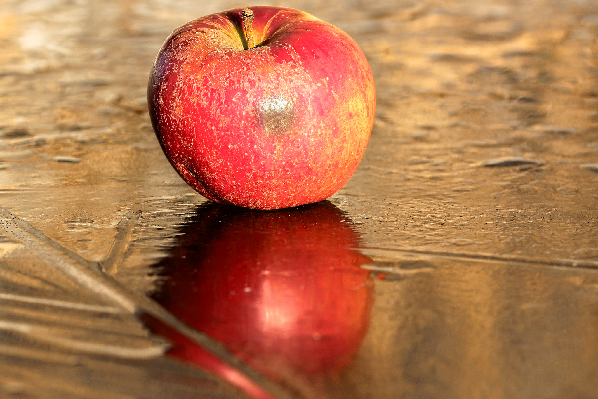 Sigma 105mm F2.8 EX DG OS HSM sample photo. Apple on ice     pomme sur la glace photography