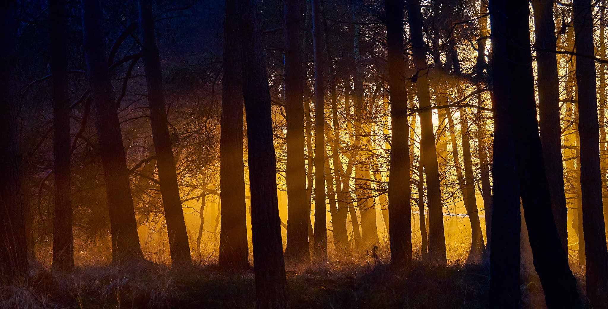 Olympus OM-D E-M10 sample photo. Last glorious  light photography