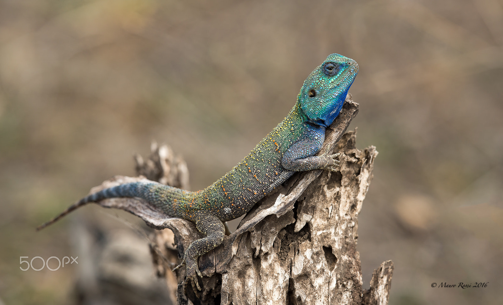 Nikon AF-S Nikkor 500mm F4E FL ED VR sample photo. Agama lizard. photography