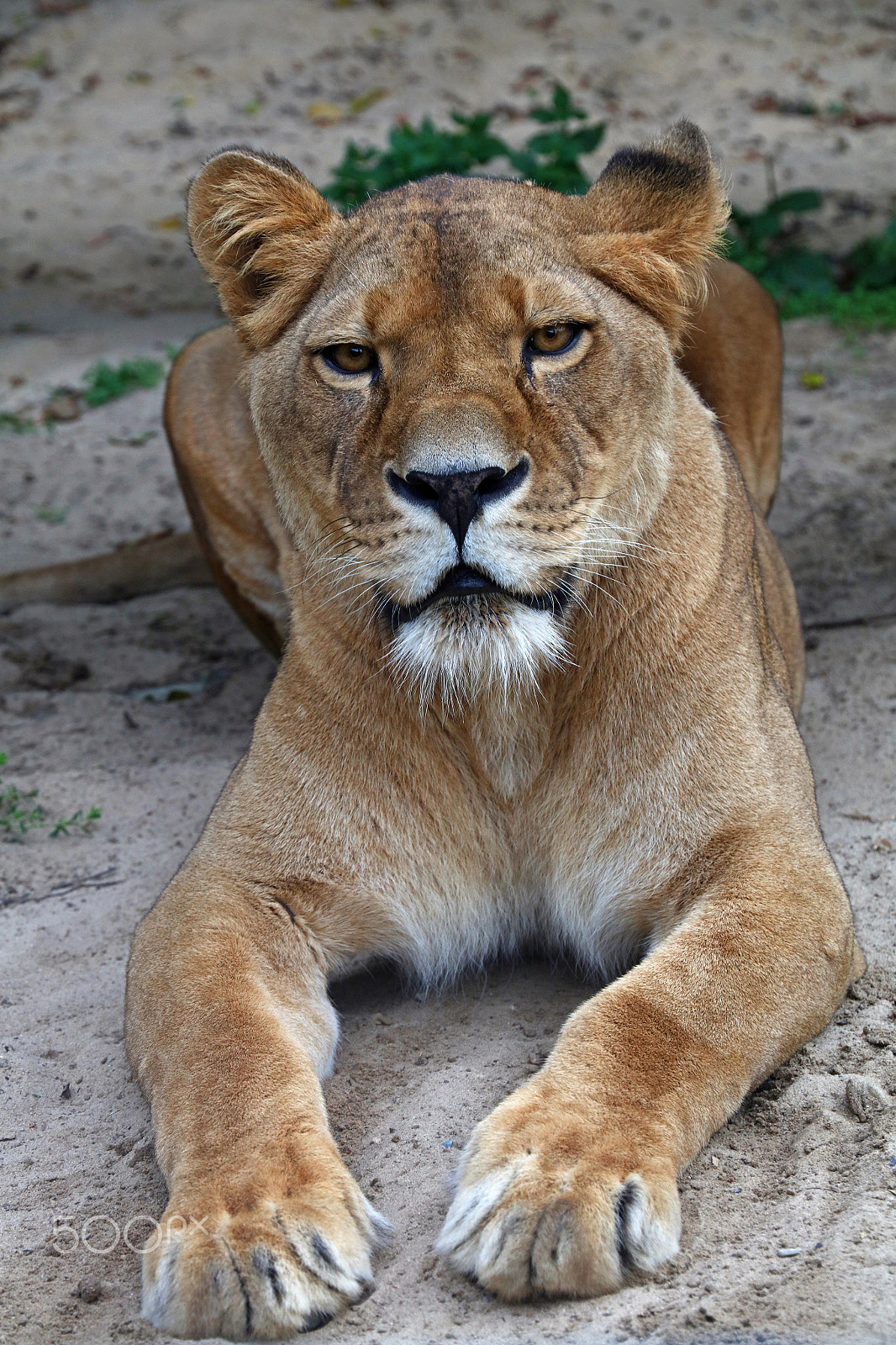 Canon EOS 5DS + Canon EF 24-105mm F3.5-5.6 IS STM sample photo. Lioness, up close and dangerous photography