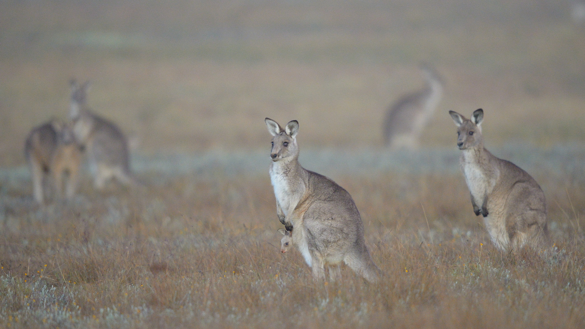 Nikon D4 + Nikon AF-S Nikkor 600mm F4G ED VR sample photo. The back paddock photography