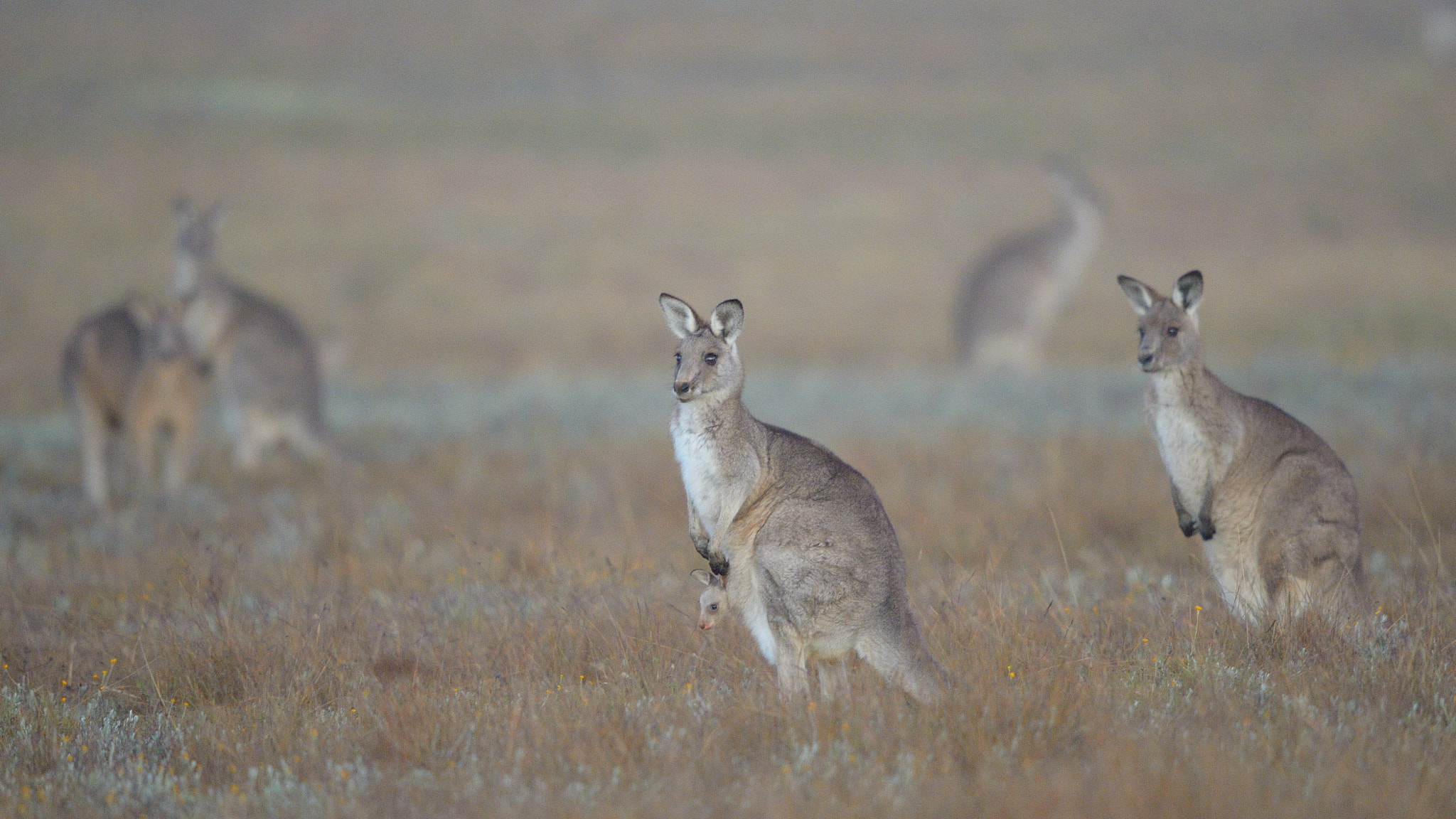 Nikon D4 sample photo. The back paddock photography