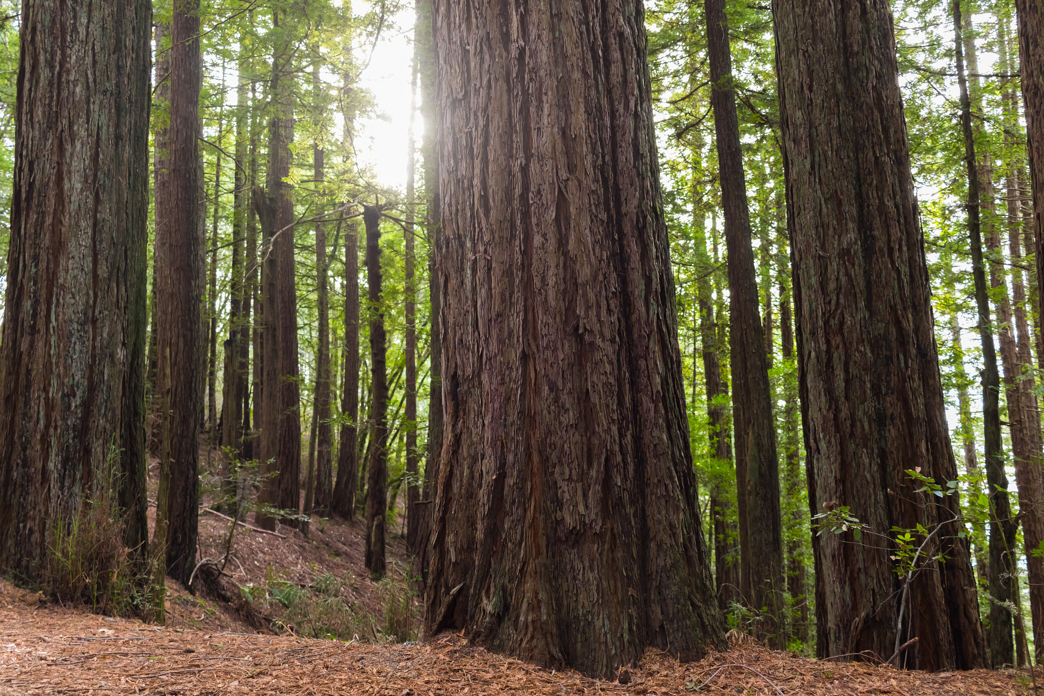 Canon EF-S 24mm F2.8 STM sample photo. Redwoods in california photography