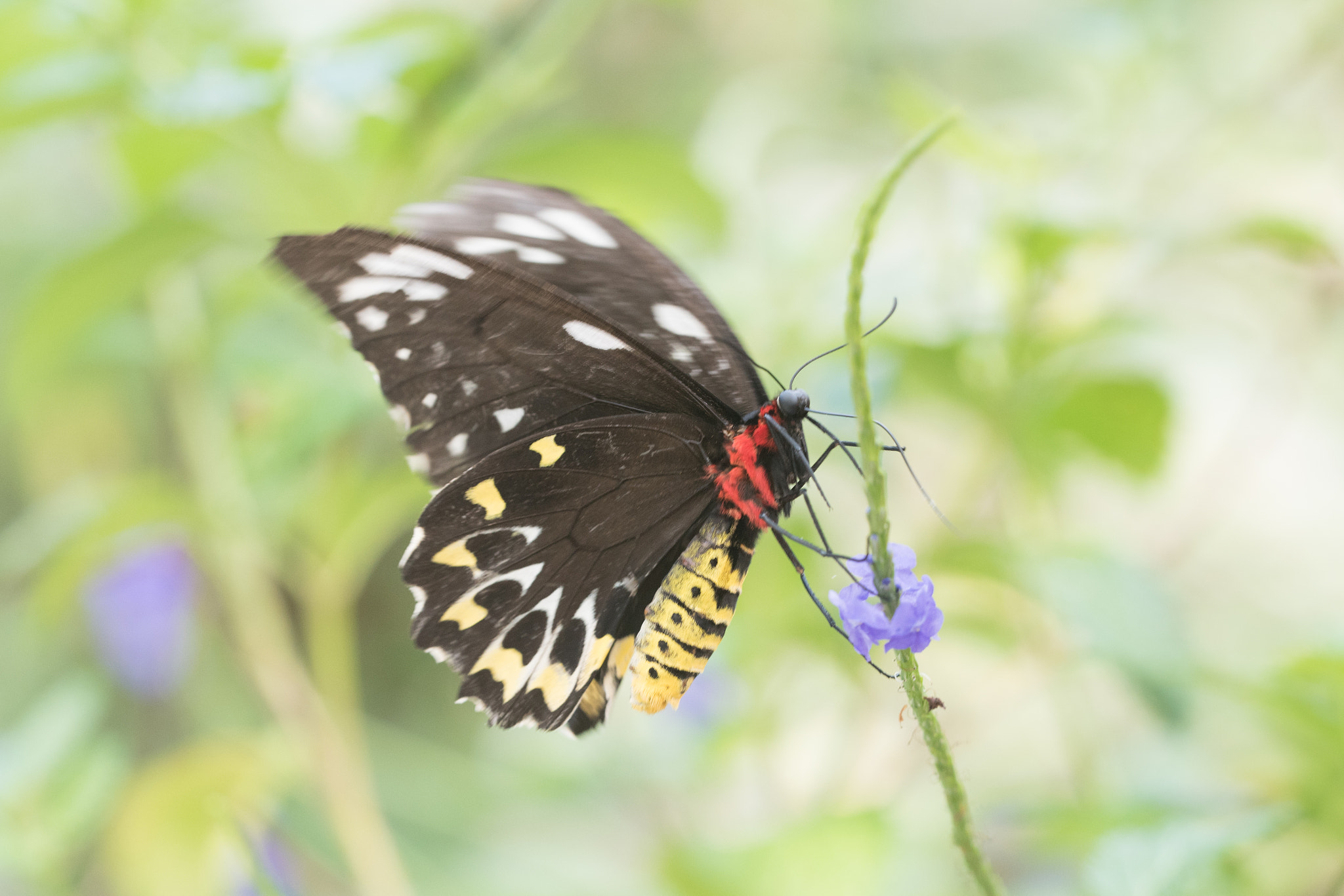 Nikon D750 + Sigma 150mm F2.8 EX DG OS Macro HSM sample photo. Troides tithonus femelle photography