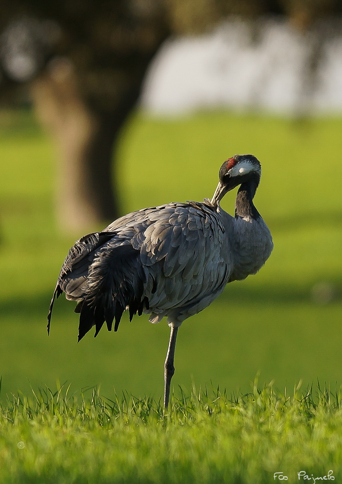 Sony a99 II + 300mm F2.8 G sample photo. Grulla photography