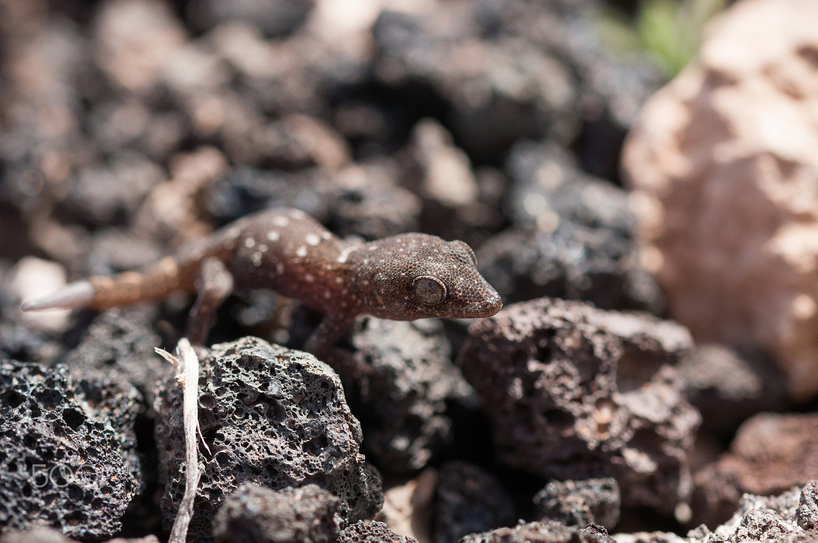 Sigma 105mm F2.8 EX DG OS HSM sample photo. Gecko is being stalked photography