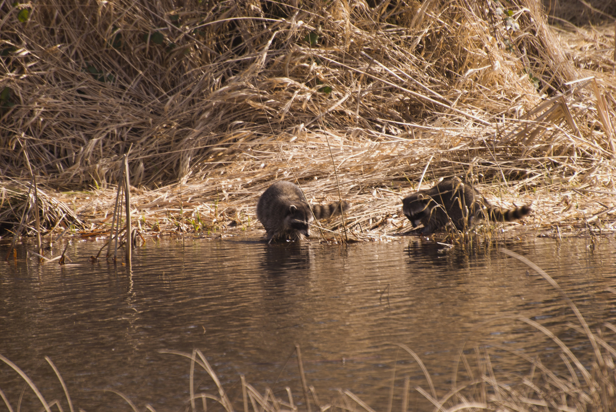 Nikon D60 sample photo. Racoon kits play in the water. photography