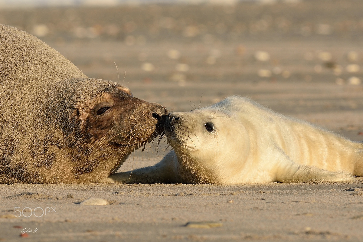 Nikon AF-S Nikkor 300mm F2.8G ED-IF VR sample photo. Kisses at the beach photography
