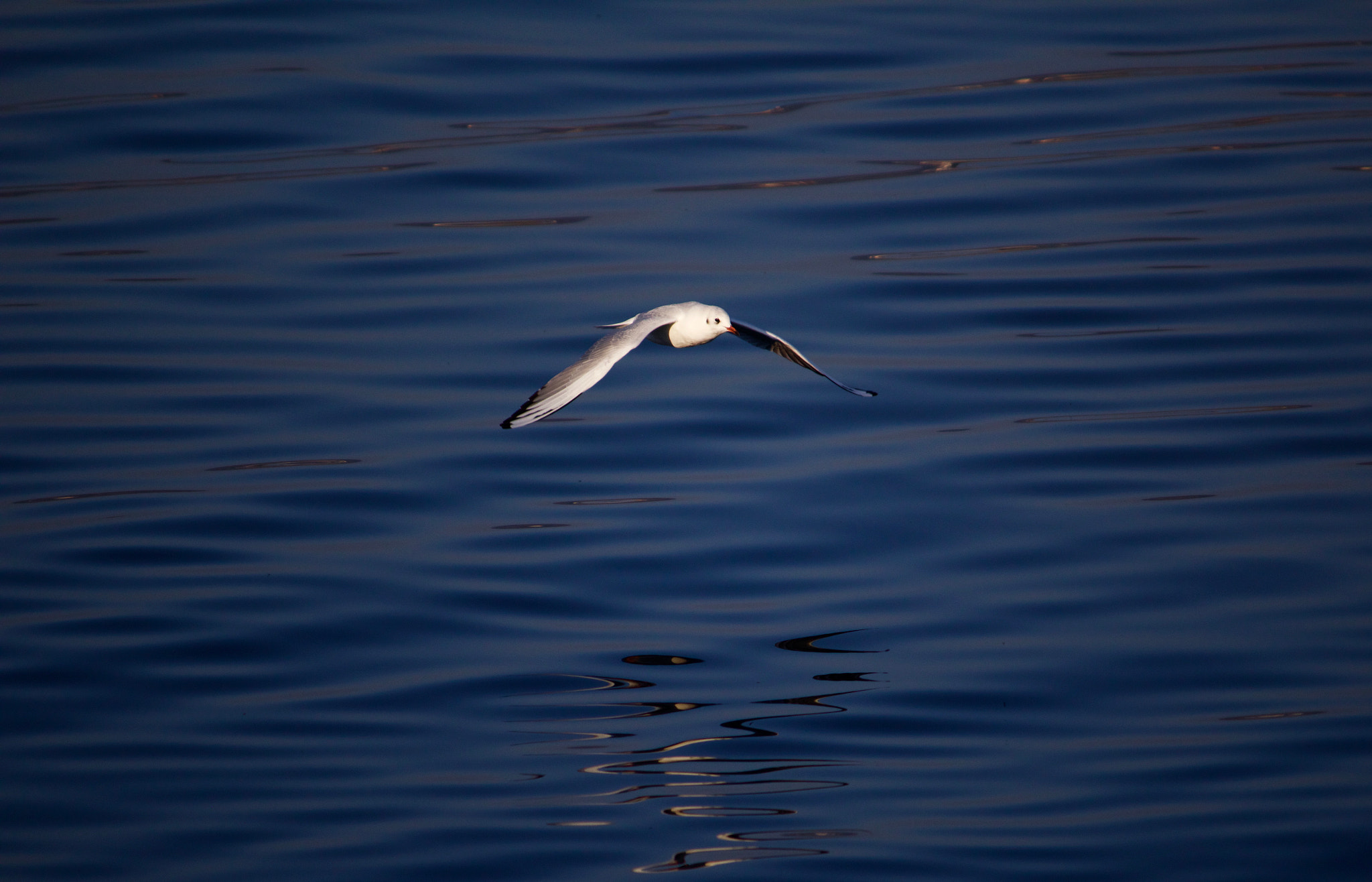 Canon EF-S 55-250mm F4-5.6 IS sample photo. Seagull photography