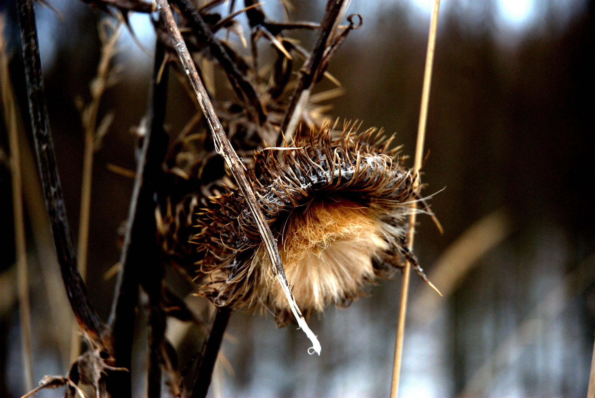 Nikon D40X sample photo. Winter thistle photography