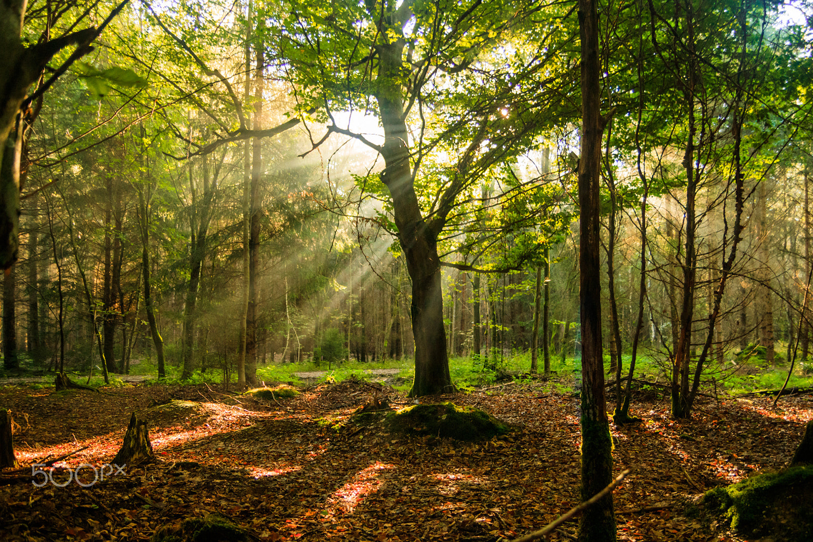 Tamron SP AF 17-50mm F2.8 XR Di II LD Aspherical (IF) sample photo. Lonley forest in the morning photography