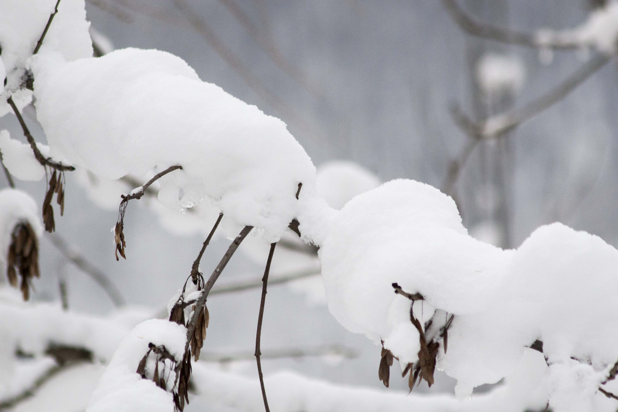 Canon EOS 30D + Canon EF 75-300mm F4.0-5.6 IS USM sample photo. Winter photography