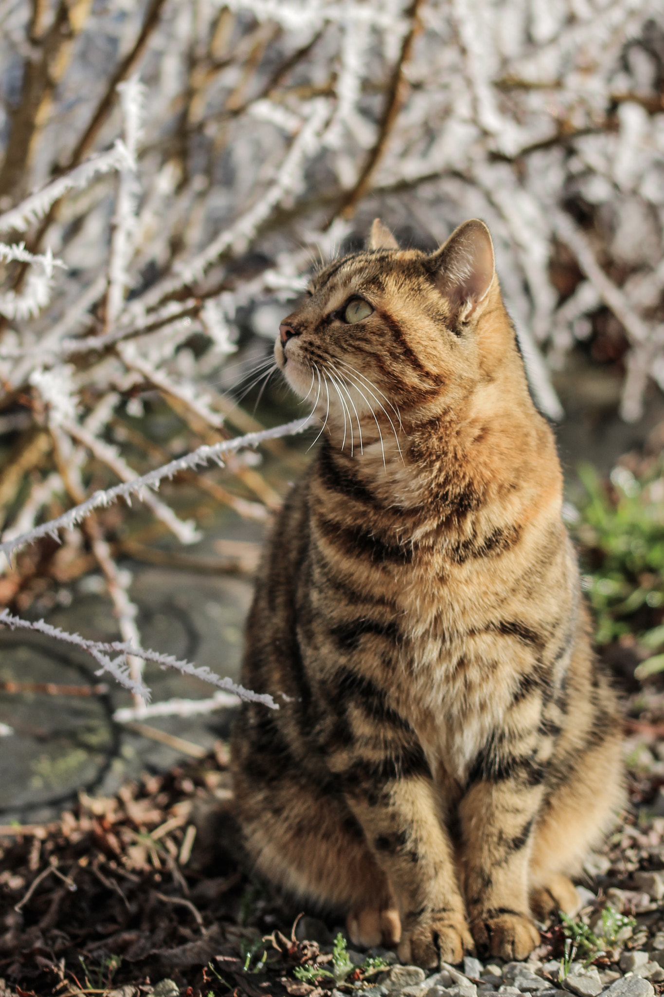 Sigma 105mm F2.8 EX DG OS HSM sample photo. Eclaire the cat ! photography