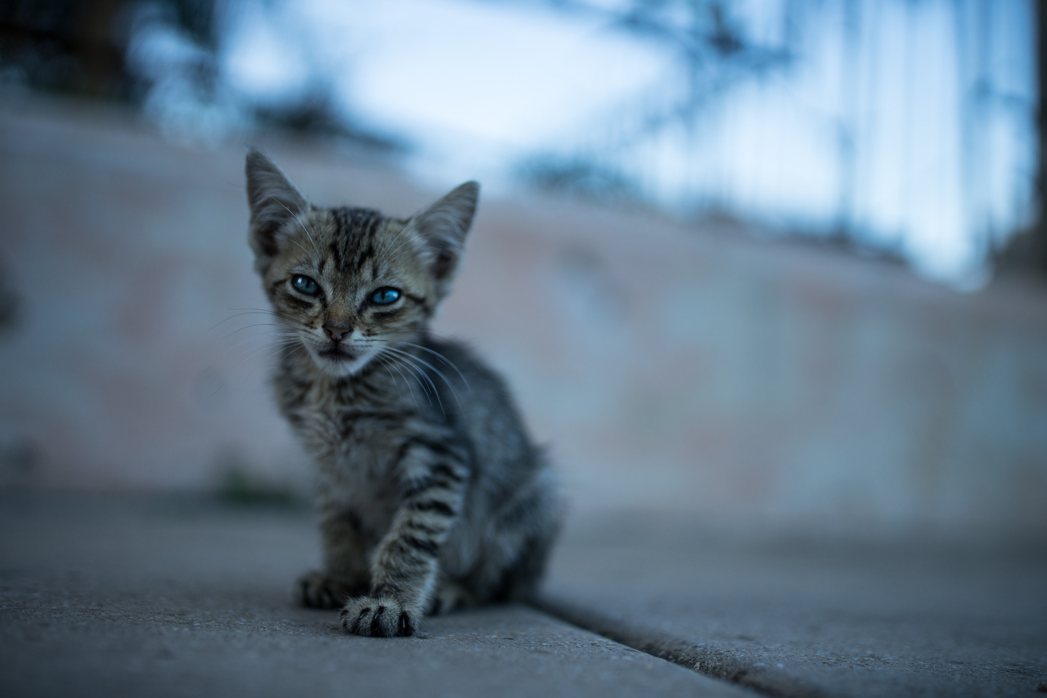 Canon EF 35mm F1.4L II USM sample photo. Havana city kitty ii photography