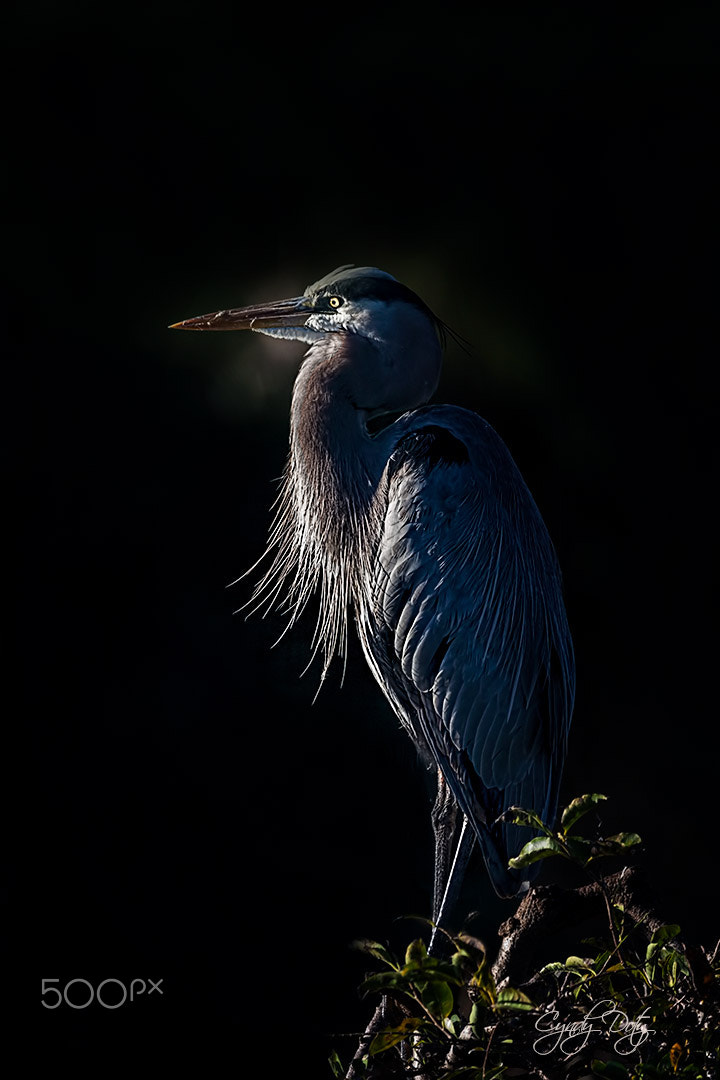 150-600mm F5-6.3 DG OS HSM | Contemporary 015 sample photo. Mesmerized photography