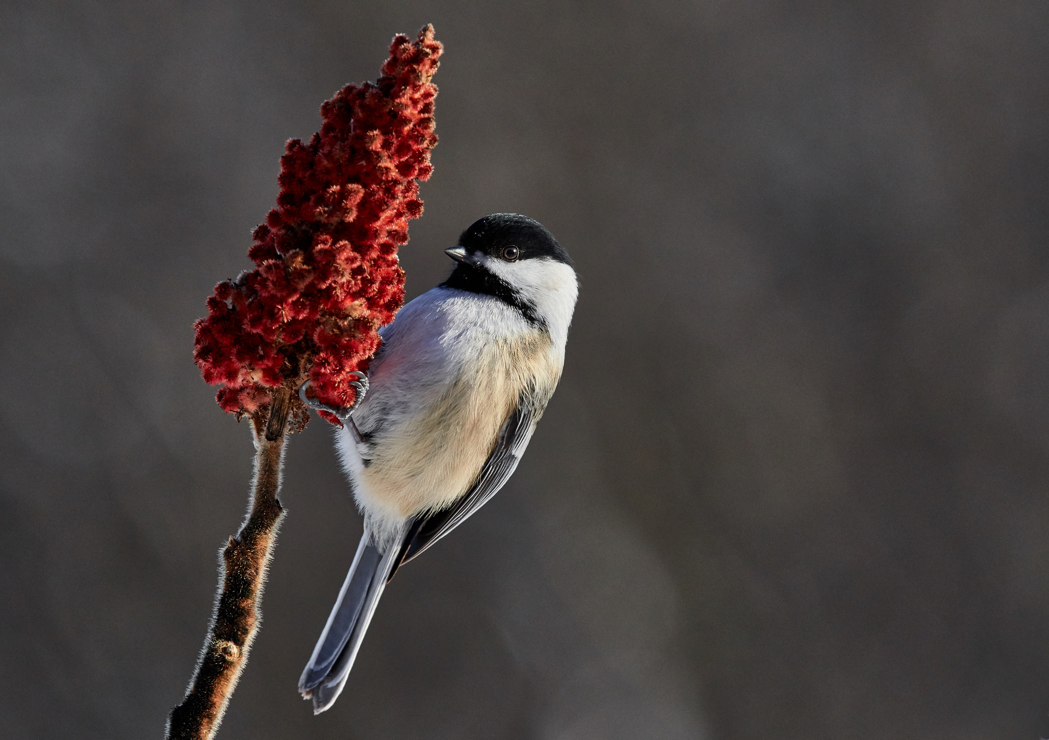 Nikon AF-S Nikkor 200-500mm F5.6E ED VR sample photo. Chickadee photography