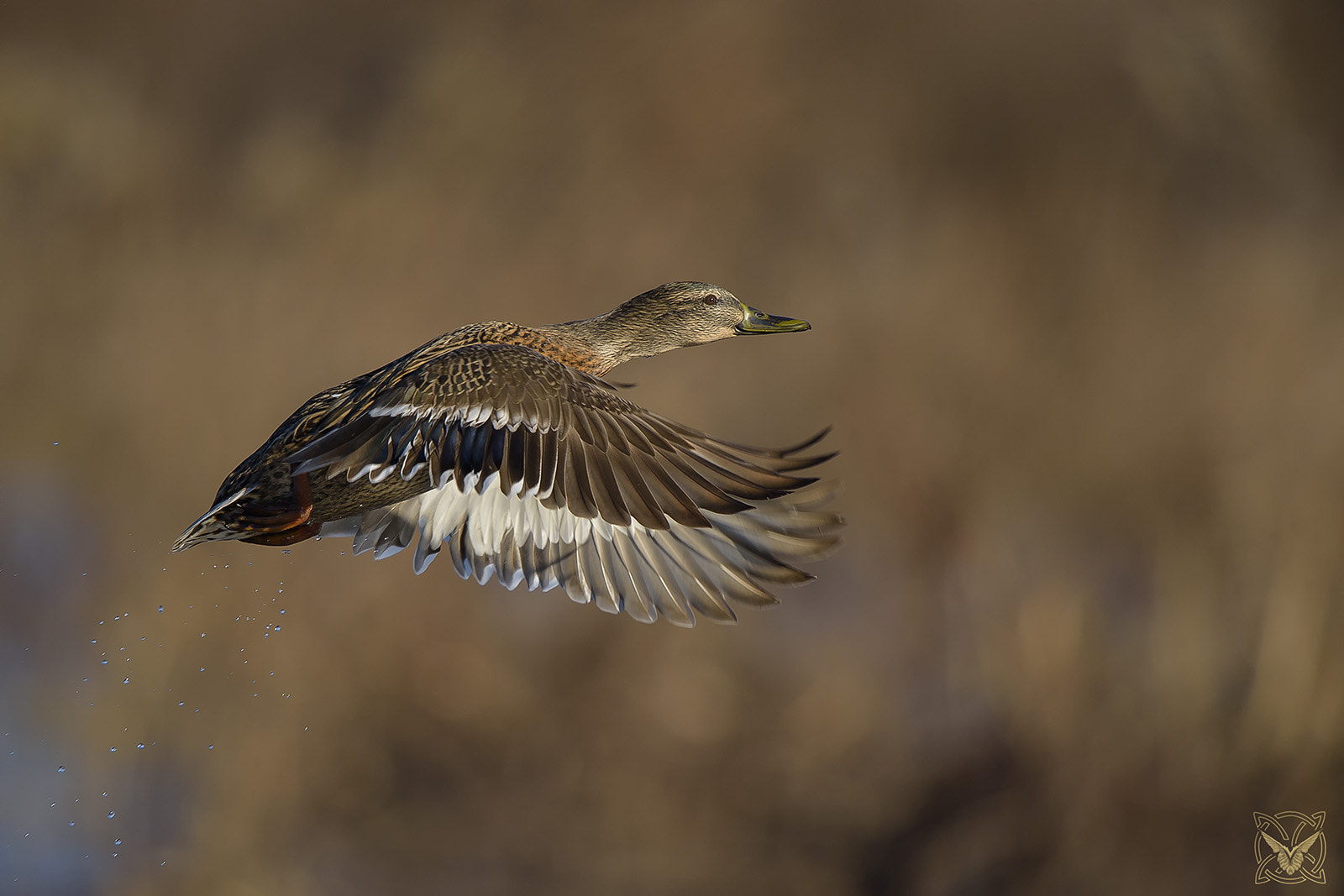 Nikon D4S sample photo. Anas platyrhynchos ♀ - germano reale - mallard - canard colvert photography