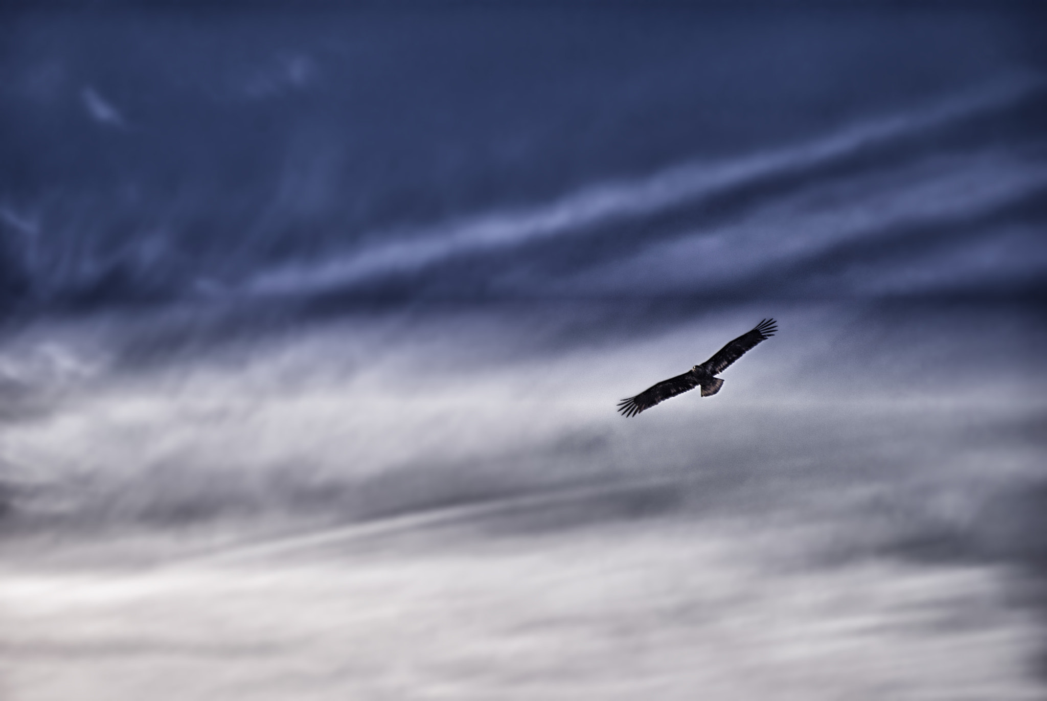 Nikon D60 sample photo. Imature bald eagle soaring photography