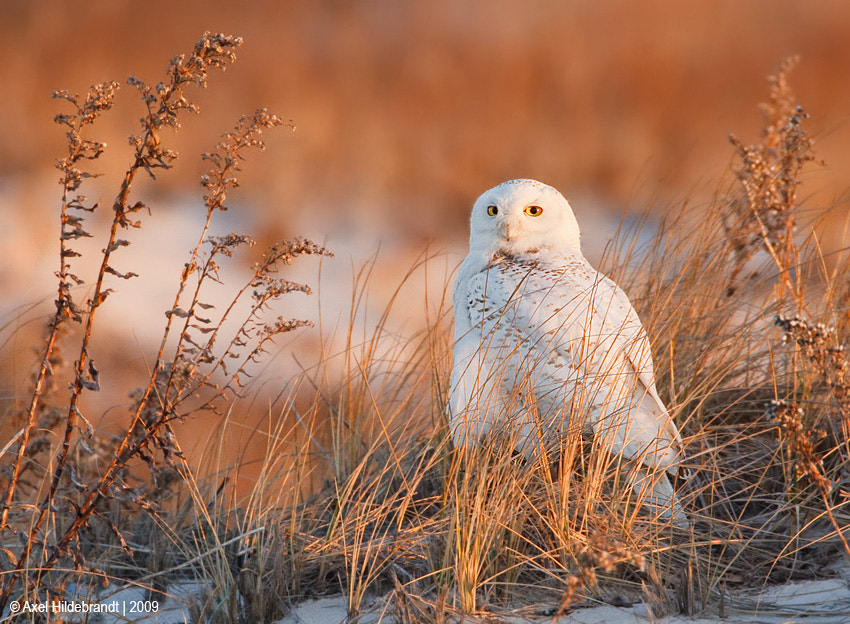 Canon EF 500mm F4L IS USM sample photo. Snowy owl in dunes photography