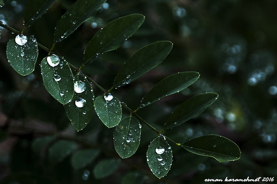 Nikon D300 + Sigma 24-105mm F4 DG OS HSM Art sample photo. Drop photography