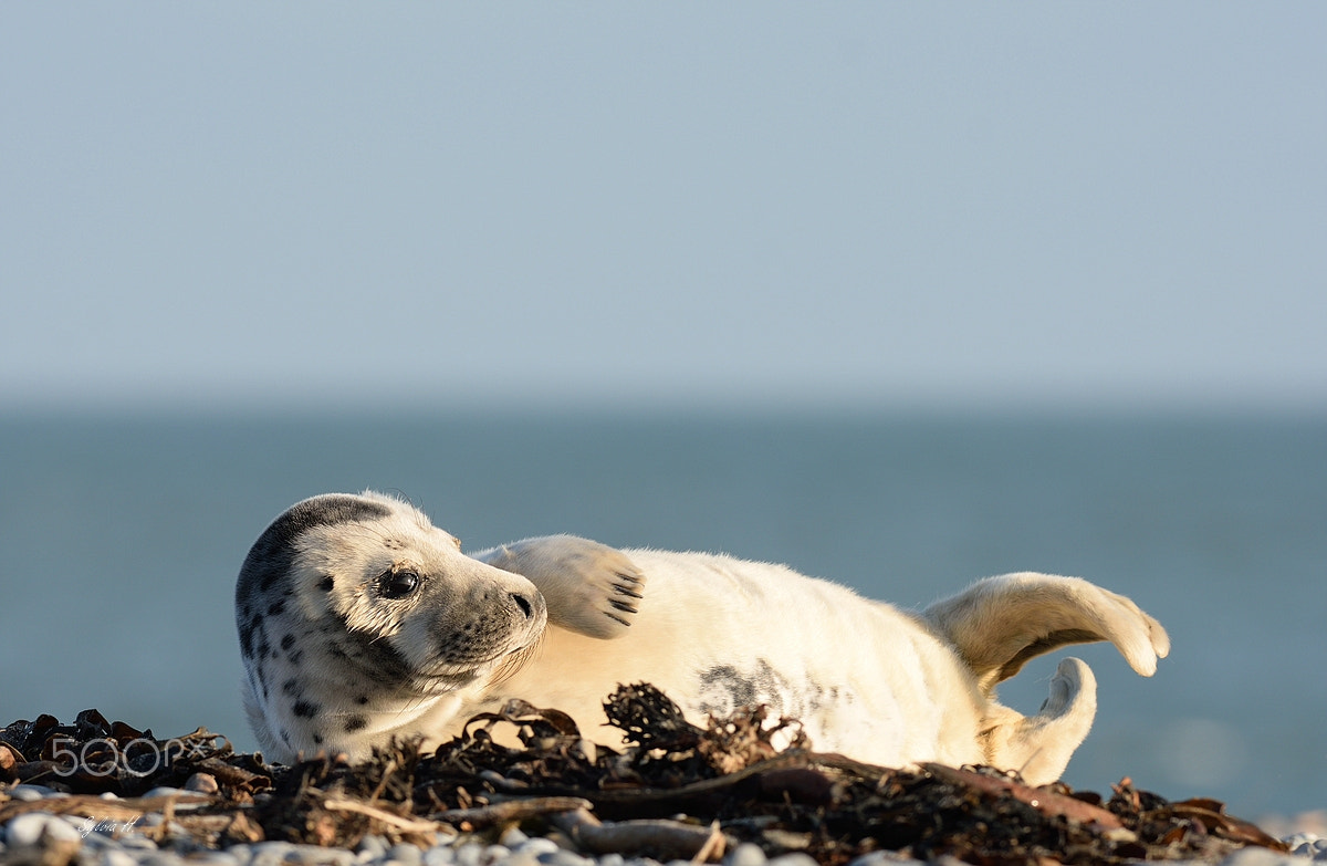Nikon AF-S Nikkor 300mm F2.8G ED-IF VR sample photo. Chilling out at the beach photography