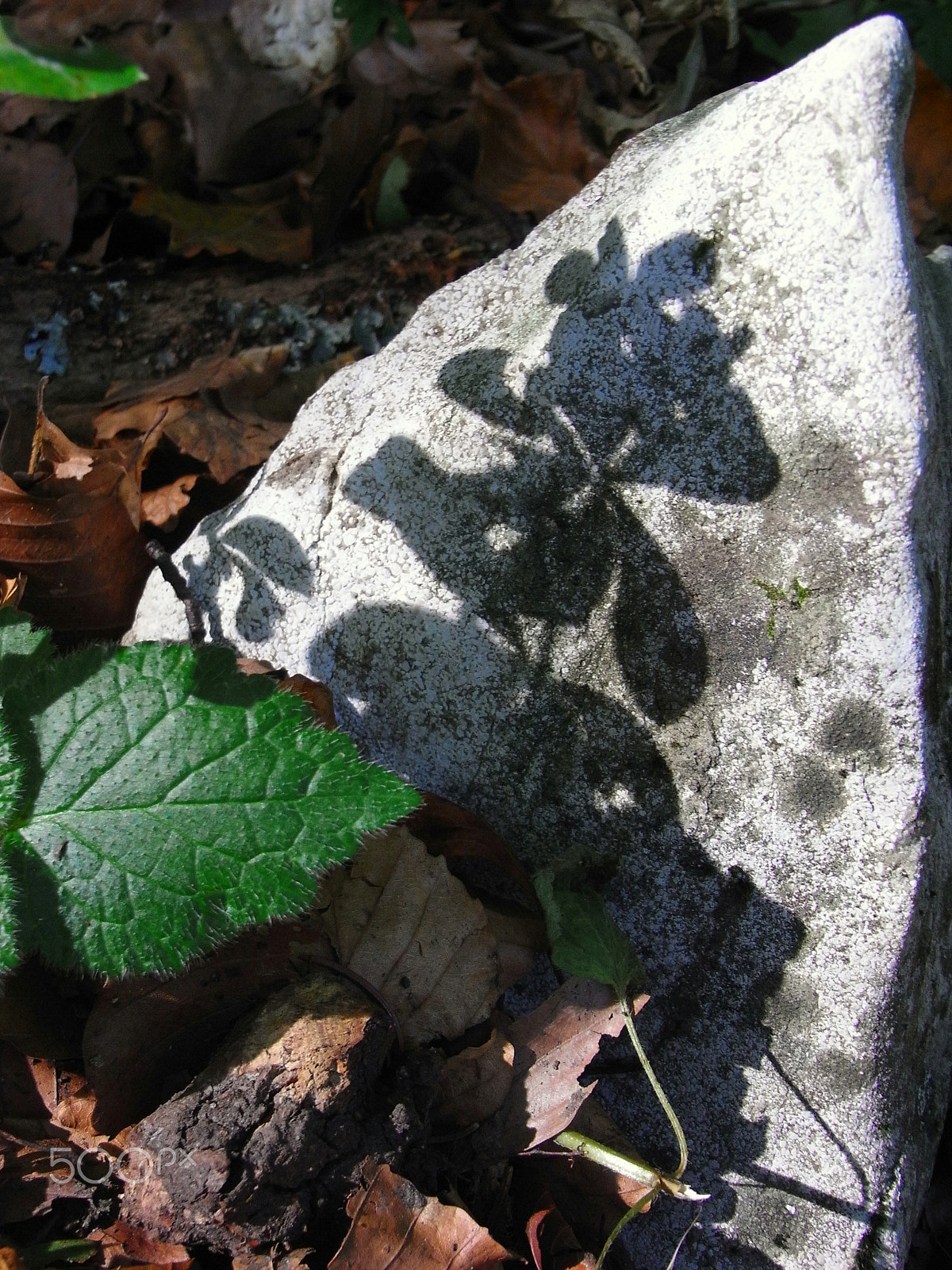 Ricoh Caplio R7 sample photo. Shadow-play photography