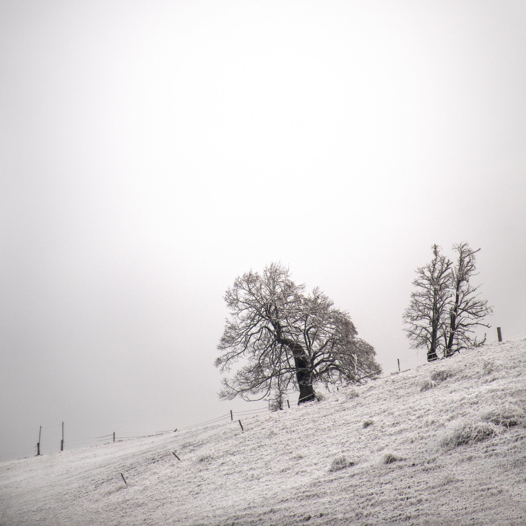 Nikon D5 sample photo. Winter photography