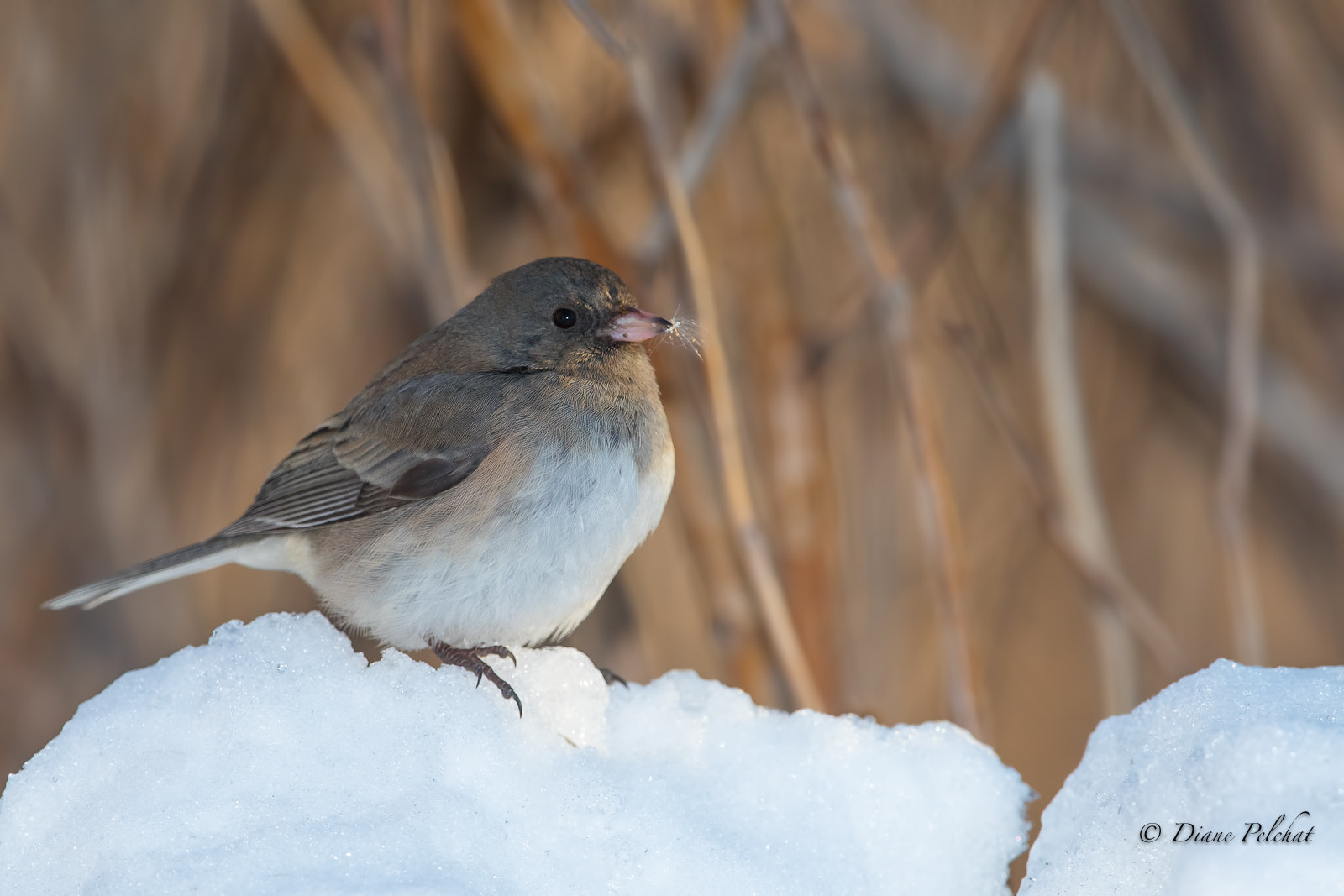 Canon EOS 7D Mark II + Canon EF 300mm F2.8L IS II USM sample photo. Dark-eyed junco photography