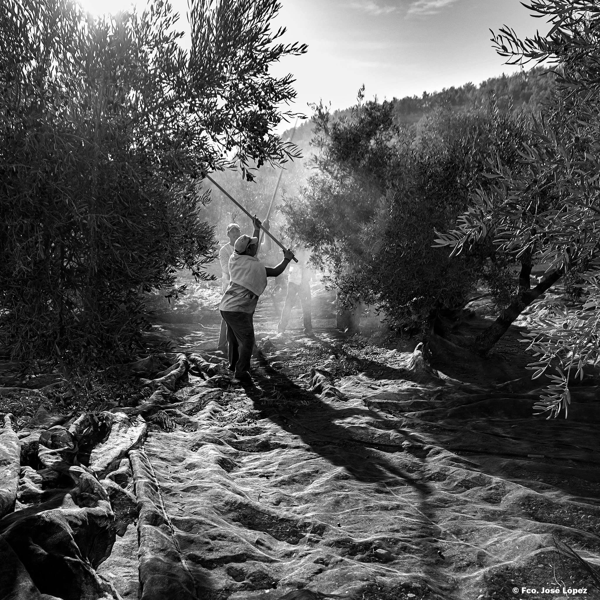 Sigma AF 10-20mm F4-5.6 EX DC sample photo. Aceituneros photography