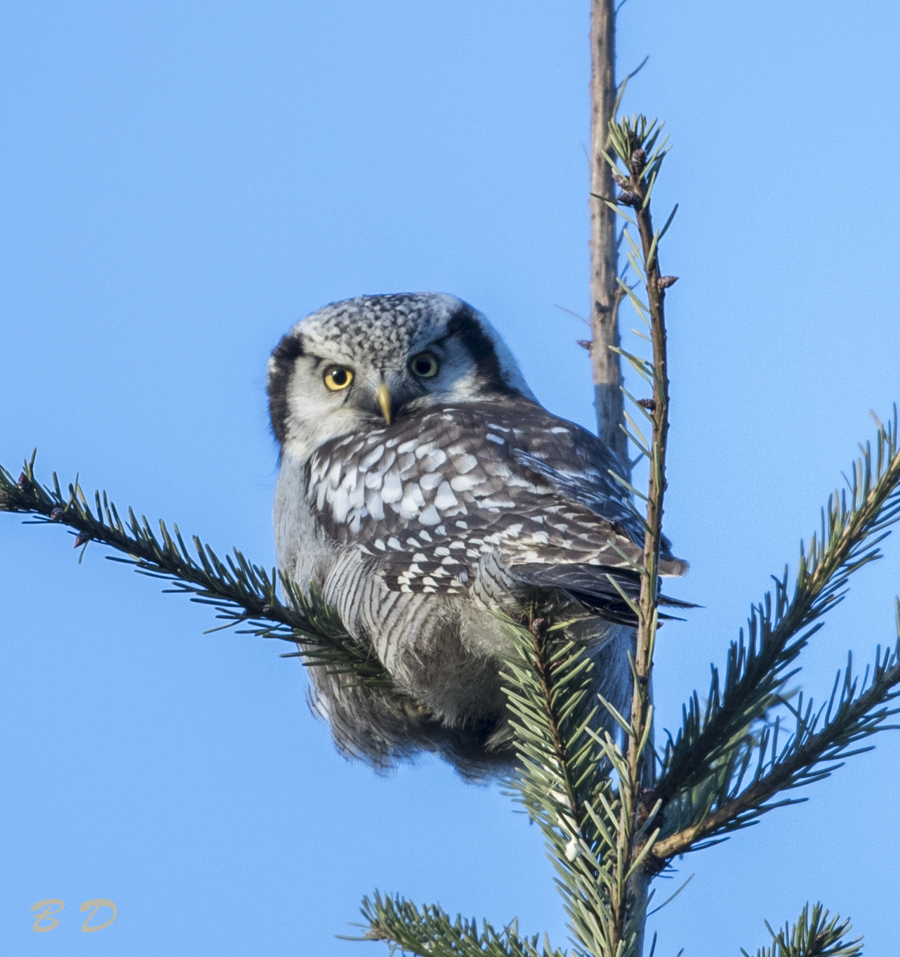 Canon EF 500mm F4L IS USM sample photo. Hawk owl photography
