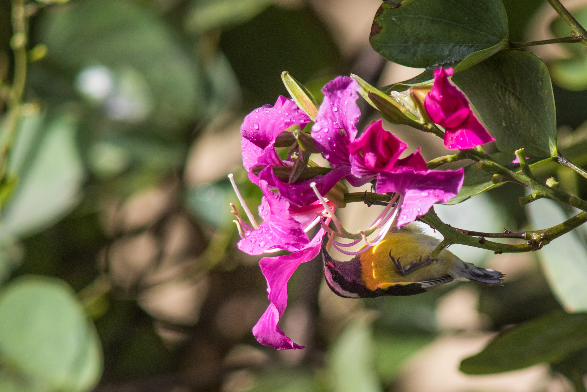 Canon EF 300mm F4L IS USM sample photo. Upside down photography