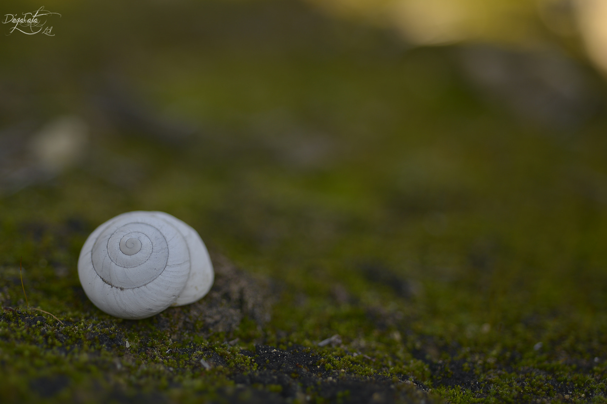 Nikon D610 + Nikon AF Micro-Nikkor 60mm F2.8D sample photo. Autocaravaning, concha de caracol. photography