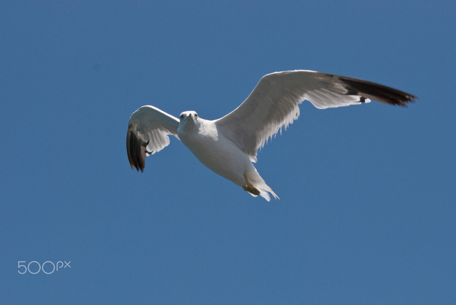 AF Nikkor 70-210mm f/4-5.6 sample photo. Gull in flight photography