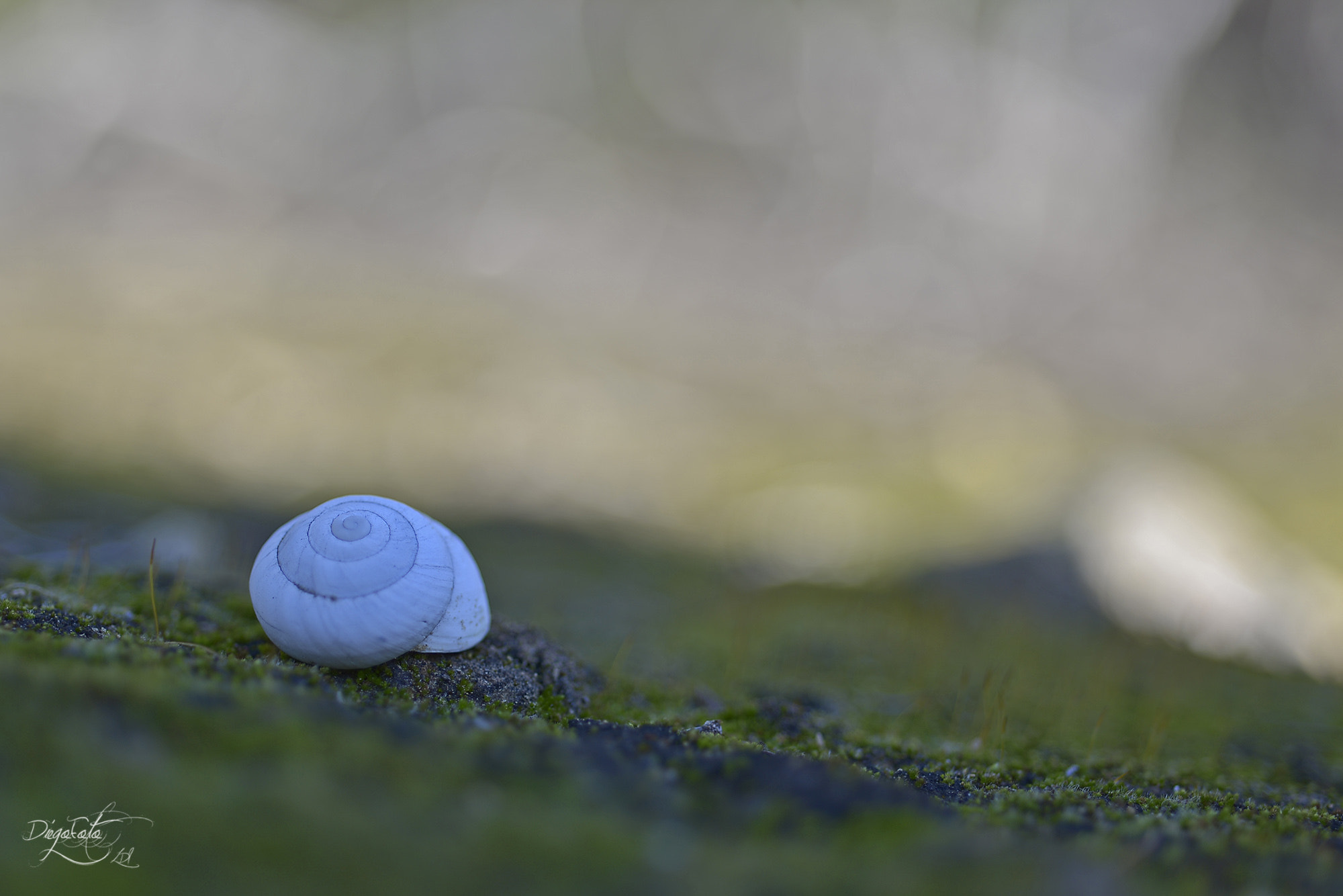 Nikon D610 + Nikon AF Micro-Nikkor 60mm F2.8D sample photo. Autocaravaning, concha de caracol. photography