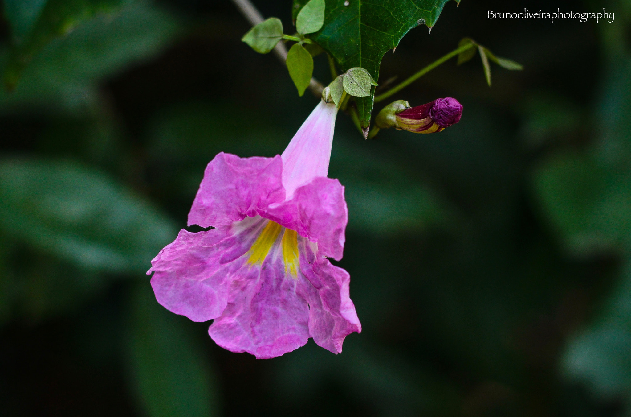 Canon EOS 1200D (EOS Rebel T5 / EOS Kiss X70 / EOS Hi) + Canon EF 50mm F1.8 II sample photo. Instagram: brunooliveiraphotography photography