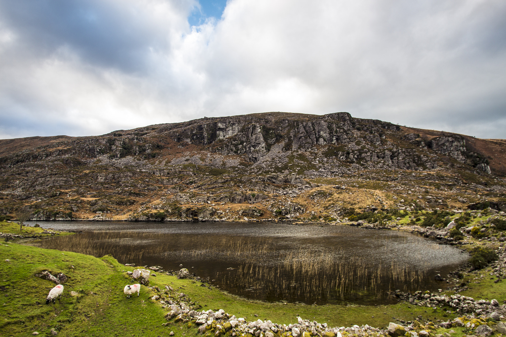 Sigma 10-20mm F3.5 EX DC HSM sample photo. The green white and gold of ireland photography