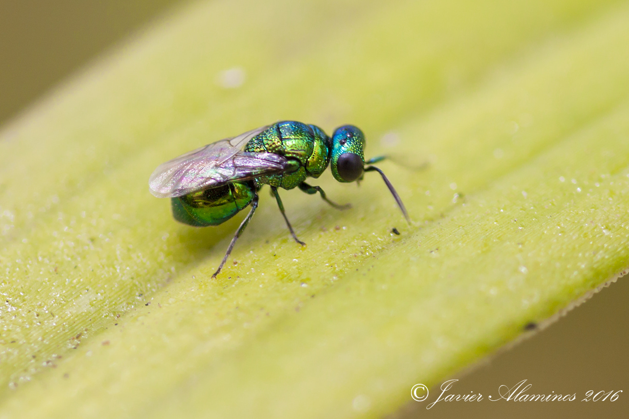 Canon EF 100mm F2.8L Macro IS USM sample photo. Mg photography